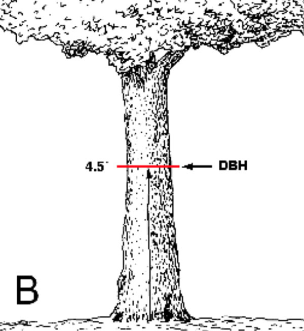 Tree Survey 1