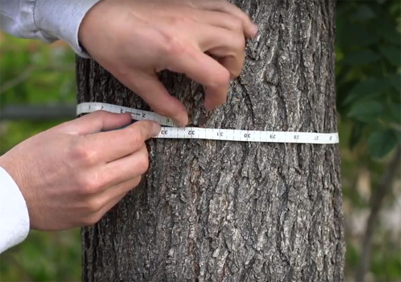 tree-measurements-diameter-at-breast-height-dbh-youtube