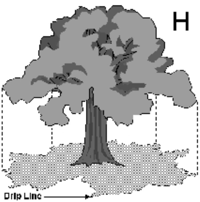 Tree Survey 3